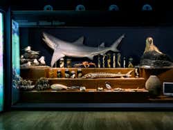 Exposiciones del museo