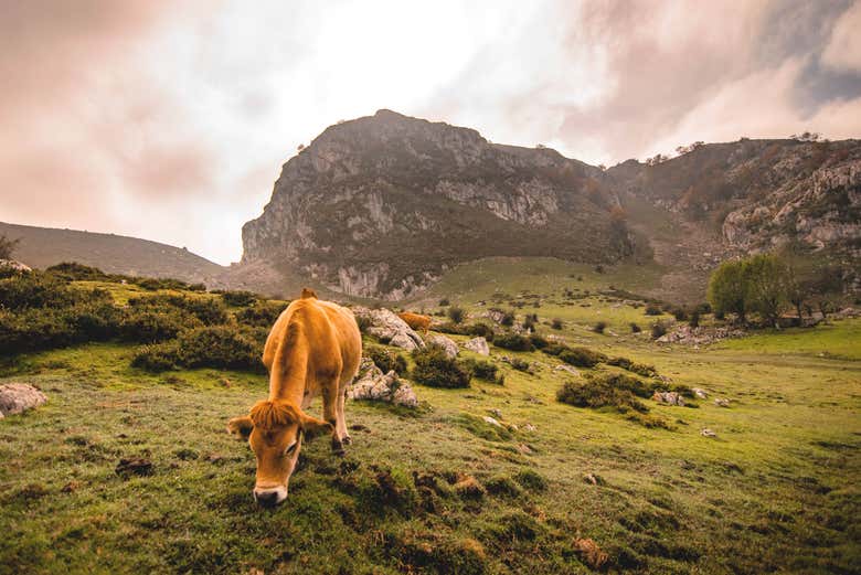Uma vaca pastando nas pradeiras asturianas