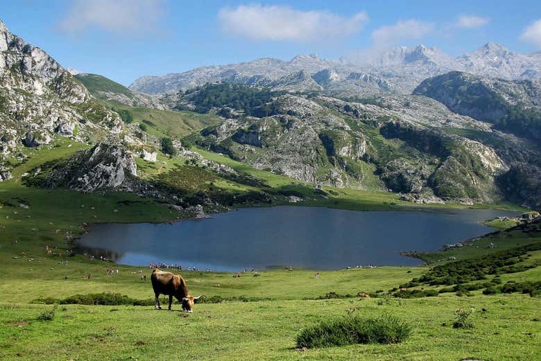 Une vache asturienne dans les lacs de Covadonga