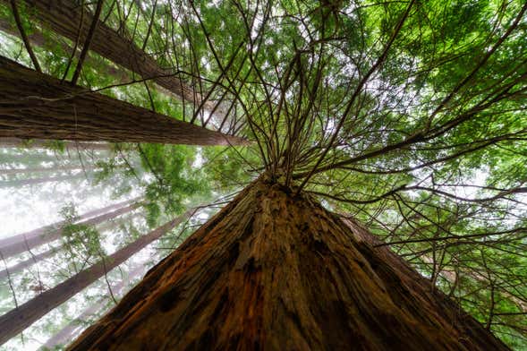 Escursione a San Vicente de la Barquera + Foresta di Sequoie