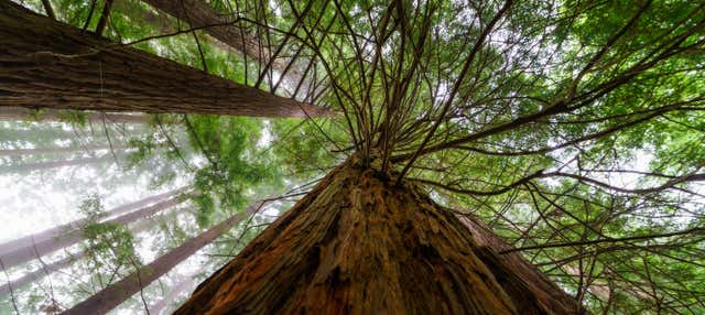 Excursión a San Vicente de la Barquera + Bosque de Secuoyas