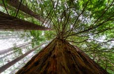 Excursão a San Vicente de la Barquera + Bosque de Sequoias