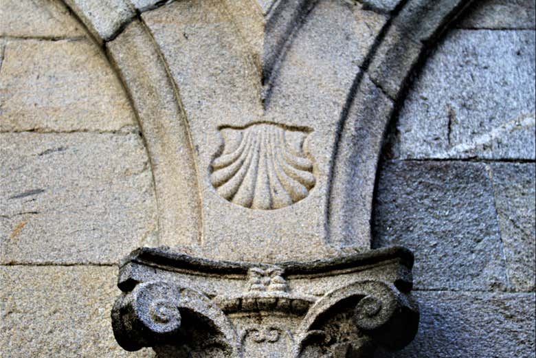 Détail en relief d'une coquille de pèlerin