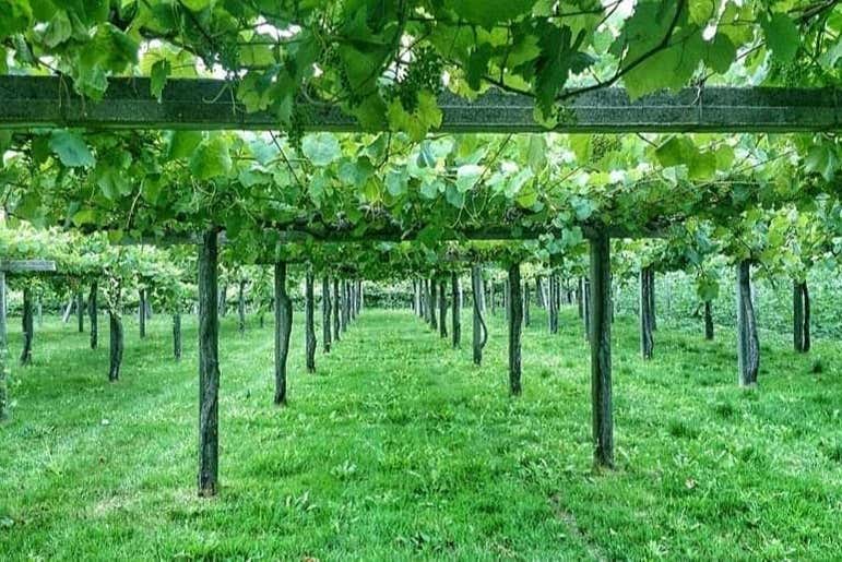 Vinhedos de vinho alvarinho