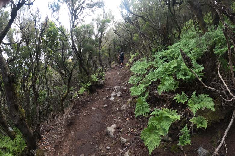 Dense vegetation in Teno Rural Park