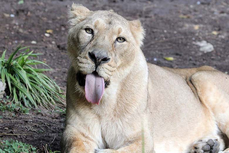 Contemplando i felini dello zoo di Santillana del Mar