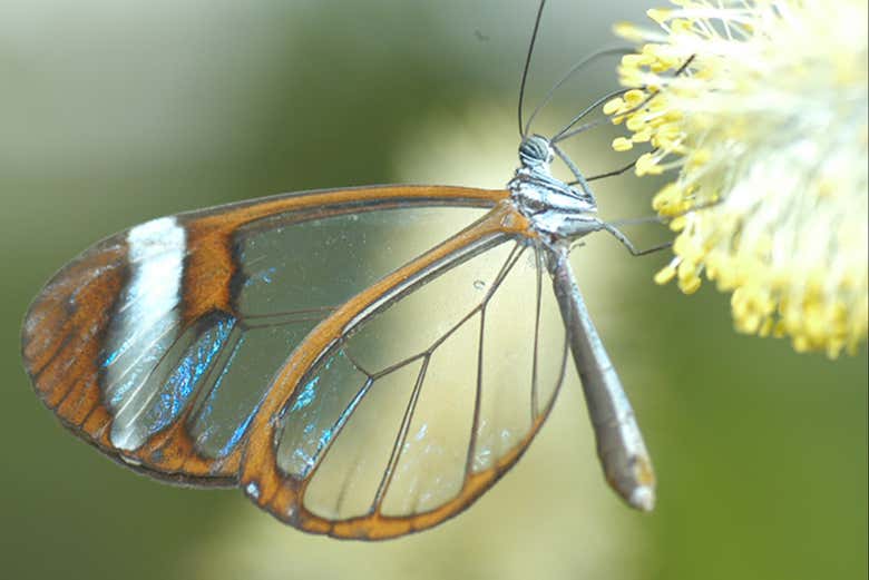 Discovering a wide variety of species