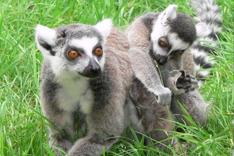 Two lemurs hanging out