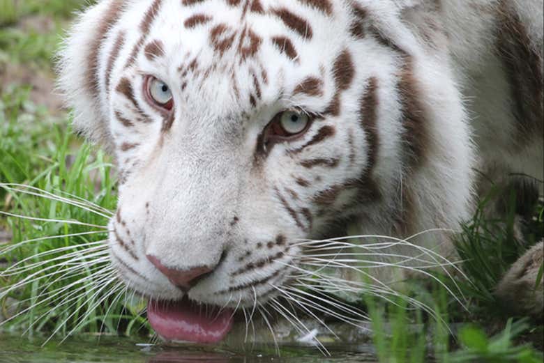 One of the tigers at the zoo