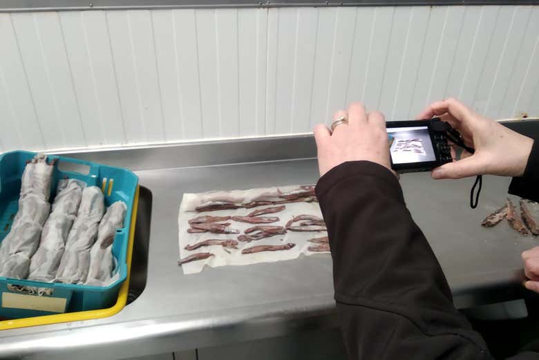 Learn all about this local delicacy