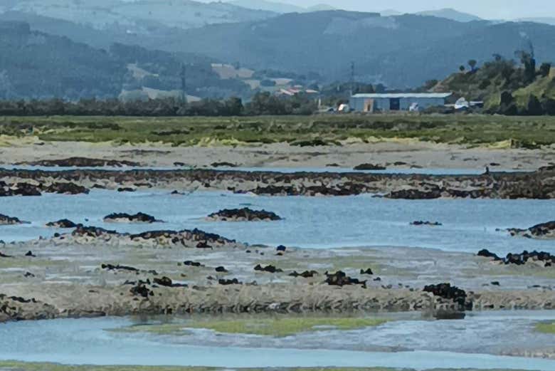Bird spotting at low tide