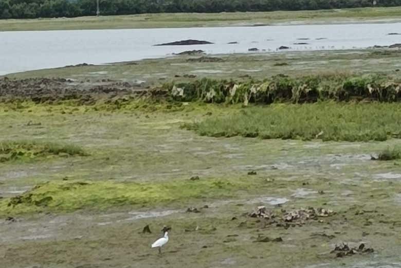 Spotting little egrets