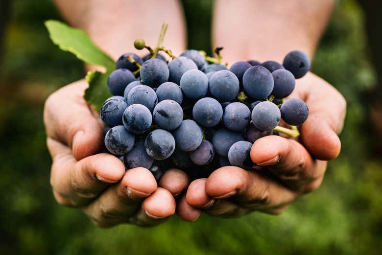 Récolte du raisin