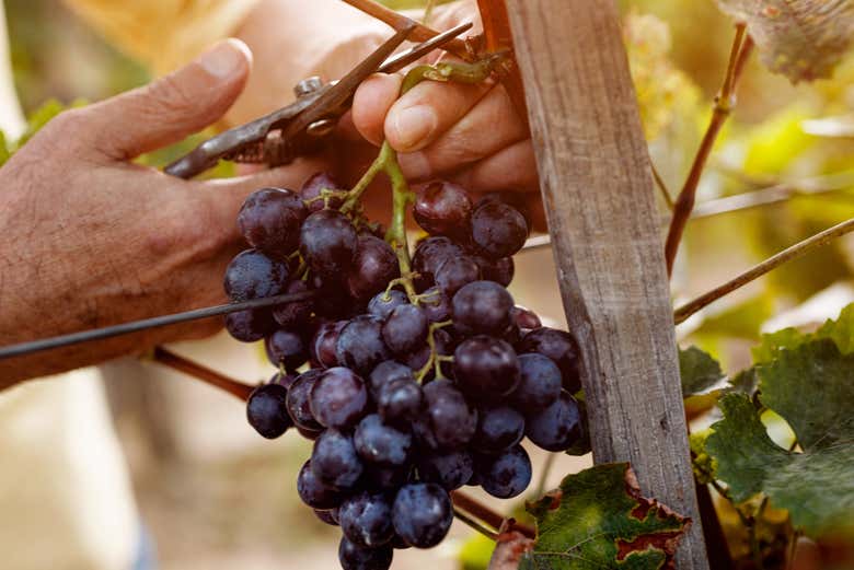 Grappe de raisin