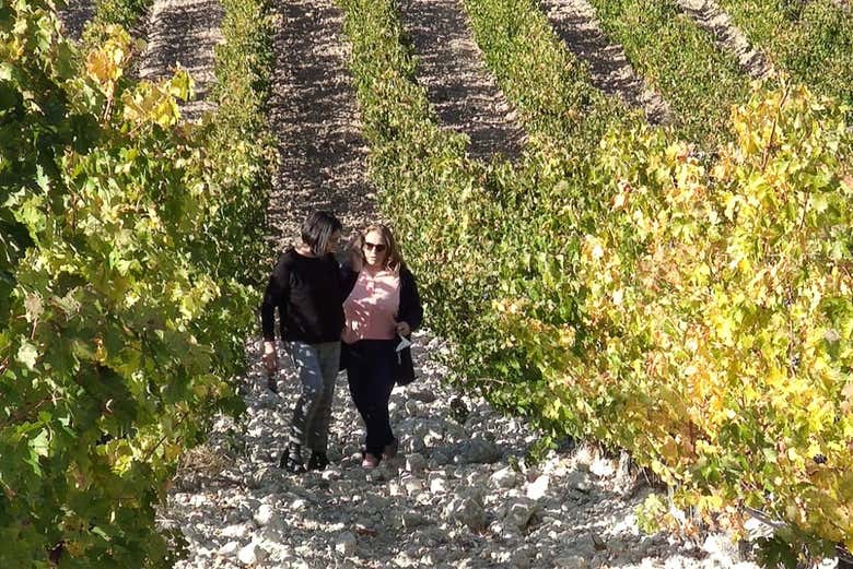 Visite des vignobles