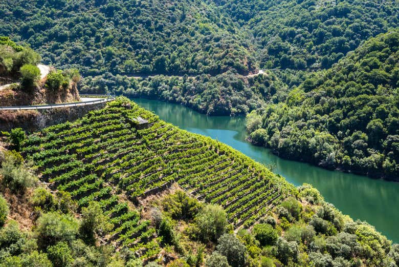 Viñedos de la Ribeira Sacra junto al río Sil