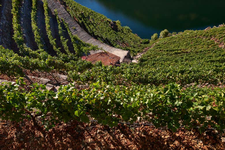 Viñedos típicos de la Ribeira Sacra