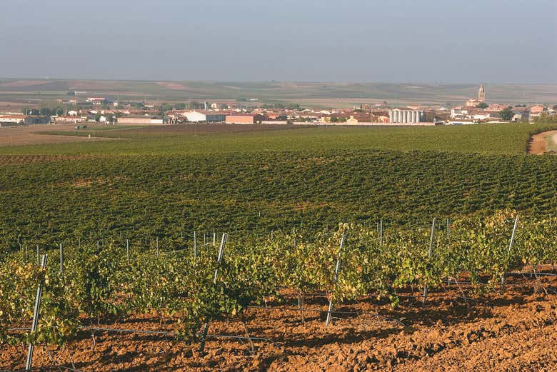 Vinhedos das Bodegas De Alberto