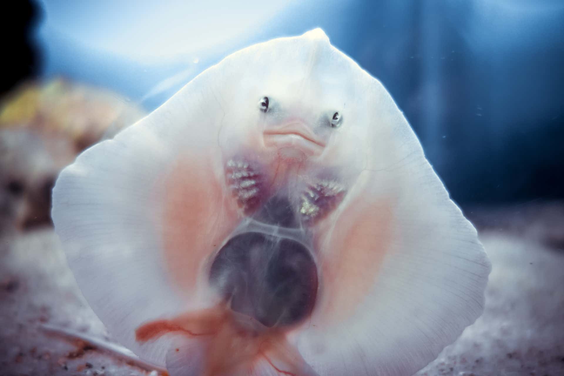 Biglietti per l'Acquario di Siviglia