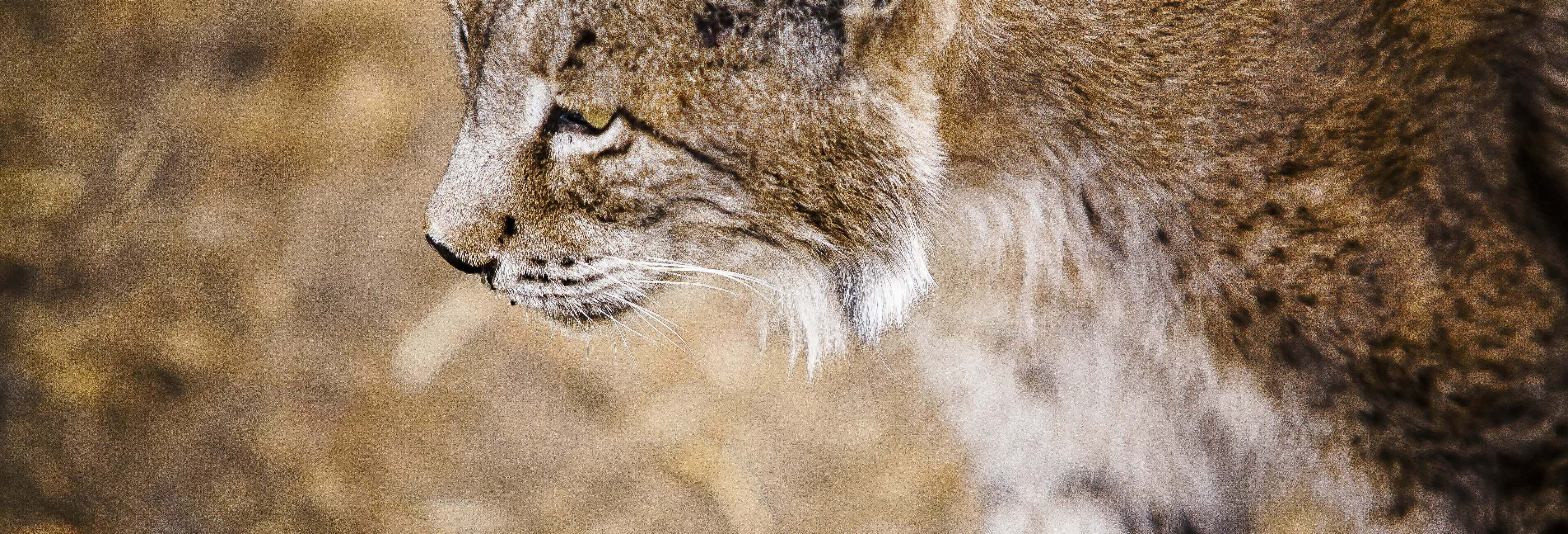 Excursiones de un día en Sevilla
