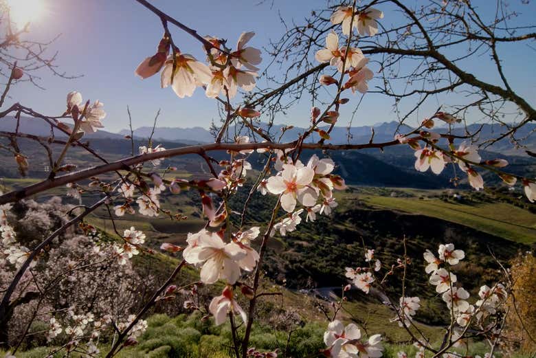 Flores de almendro