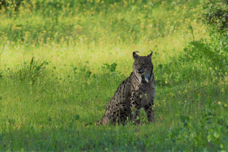 Lince en la Dehesa