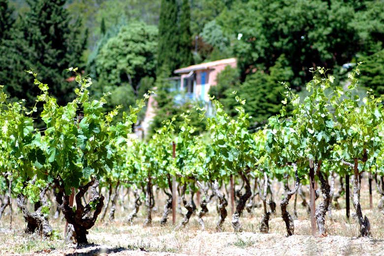 Cepas de vinhos de Jerez