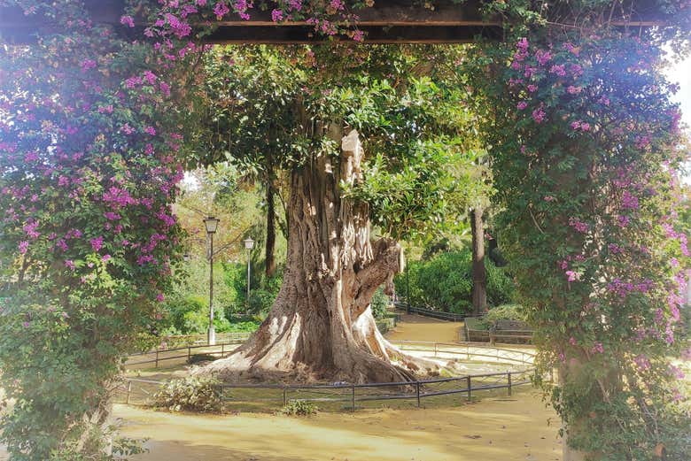 Glorieta de Goya