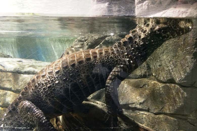 Cuvier's dwarf caiman in the Seville Aquarium