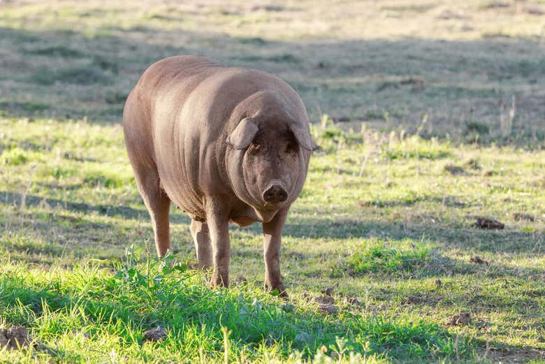 Cerdo ibérico en las Dehesas de Sierra Morena