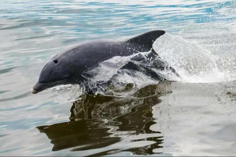 Delfín nadando en aguas de Gibraltar