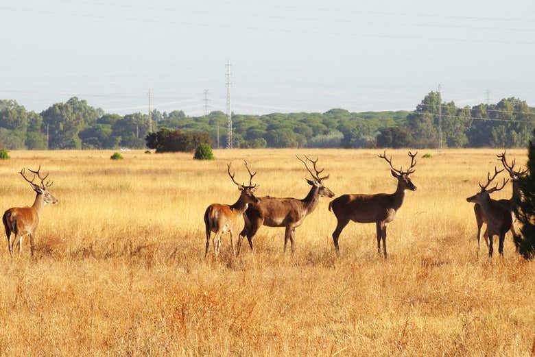 Animales en Doñana