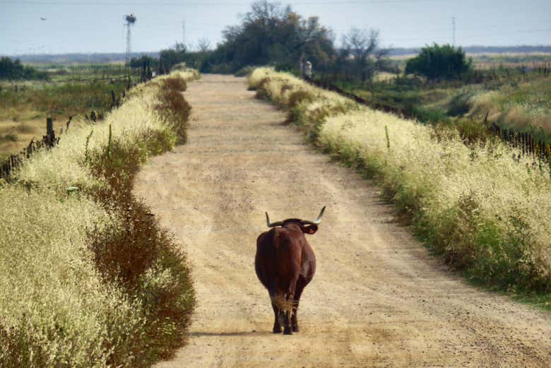Marisma transformada