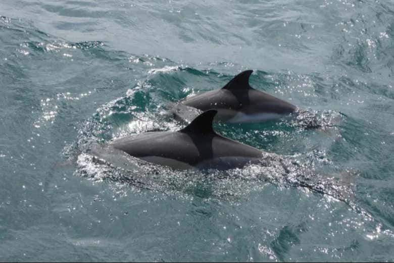Delfines nadando en aguas del estrecho de Gibraltar