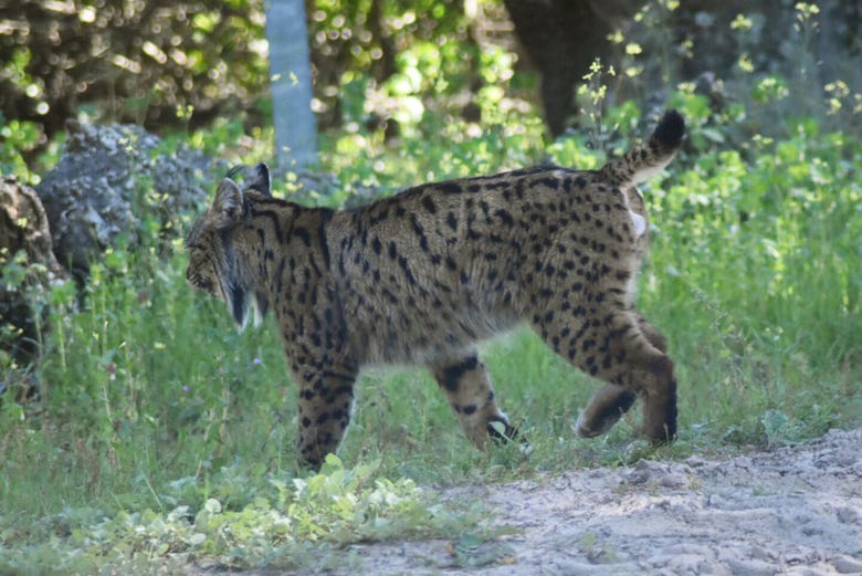Get a glimpse of the Iberian lynx