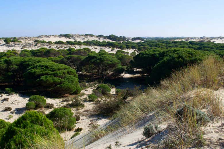 Parque Nacional de Doñana