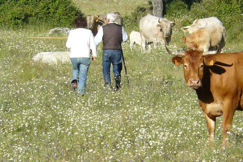Rencontre avec les taureaux de combat