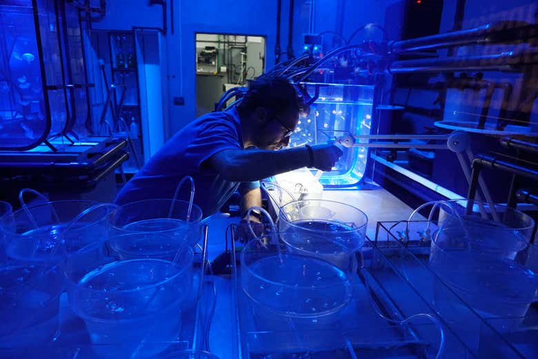 Laboratoire de méduses de l'aquarium de Séville