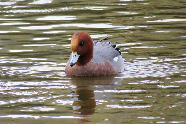 Descubriendo la fauna de Doñana