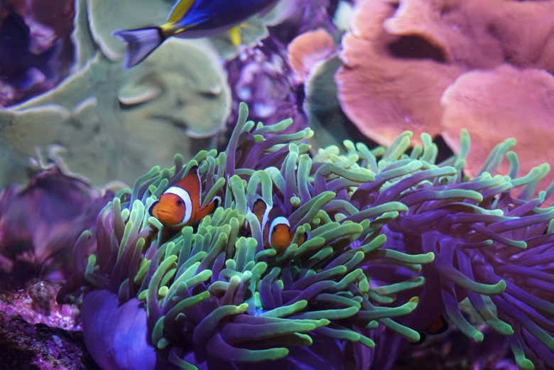 Vous pourrez voir différents poissons-clowns