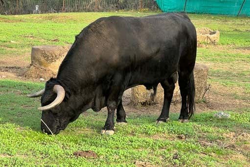 Taureau paissant