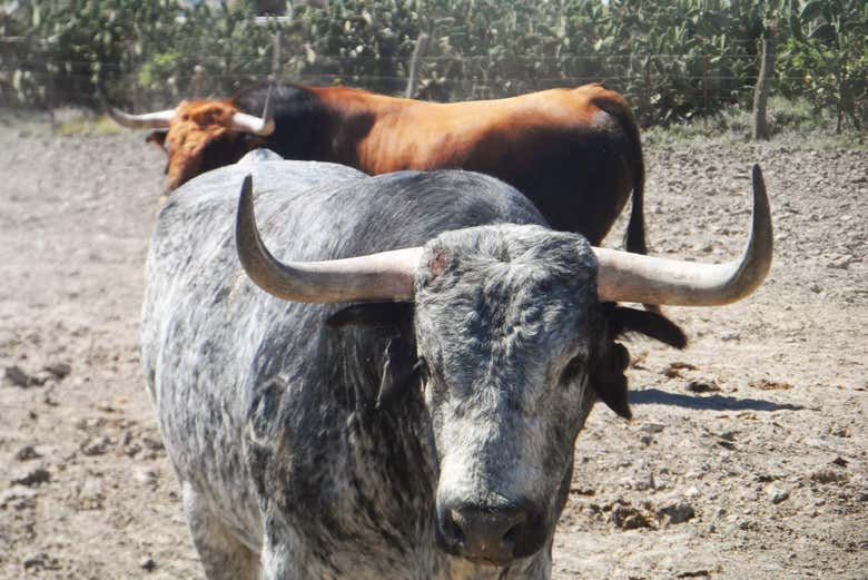 Les taureaux de combat