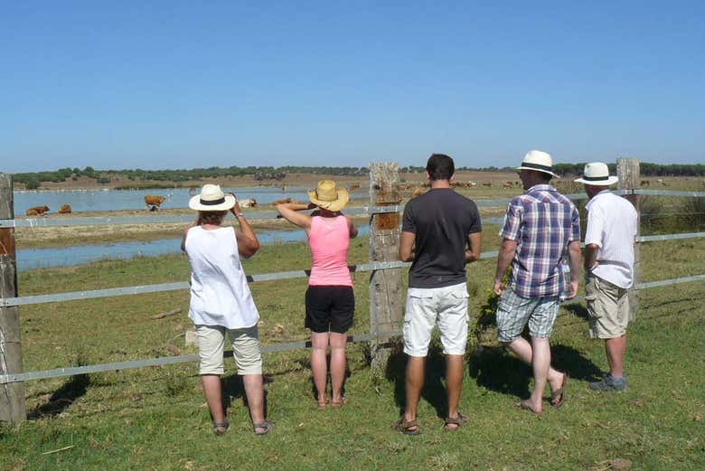 Les taureaux dans leur habitat naturel