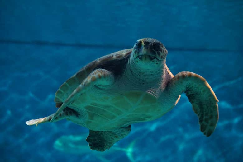 Tortue marine de l'aquarium de Séville