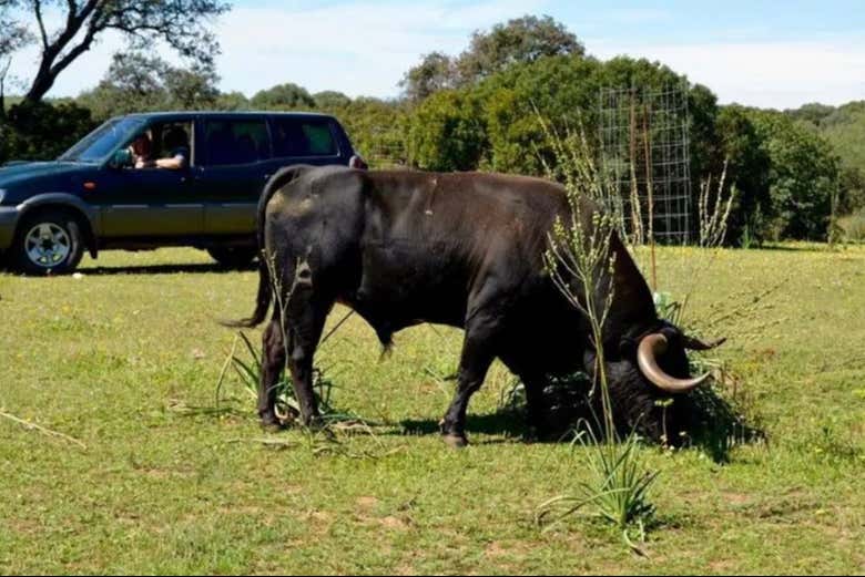 Immergez-vous dans le monde du Toro de combat