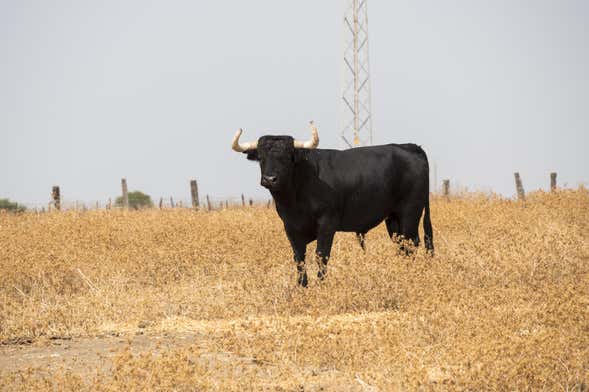 Visita a una ganadería de toros bravos