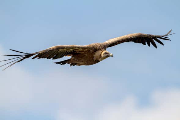 Avistamiento de aves en la Sierra de Gata