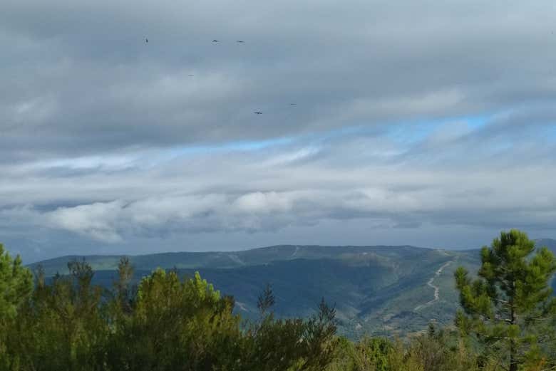 Observação de aves 