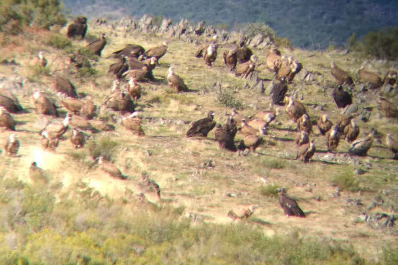 Buitres en la Sierra de Gata