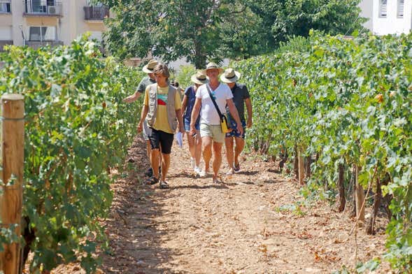 Visita guiada por el Centro de Interpretación Malvasía de Sitges